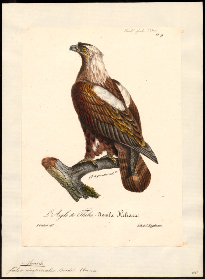 Aquila imperialis - 1825-1834 - Print - Iconographia Zoologica - Special Collections University of Amsterdam - UBA01 IZ18100161