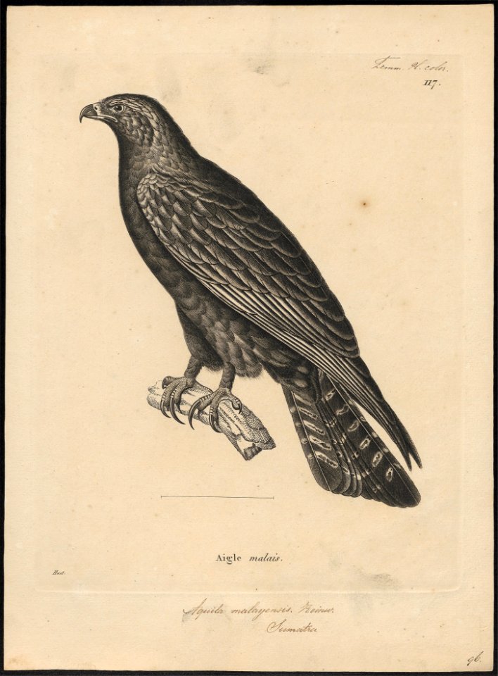 Aquila malayensis - 1700-1880 - Print - Iconographia Zoologica - Special Collections University of Amsterdam - UBA01 IZ18100205. Free illustration for personal and commercial use.