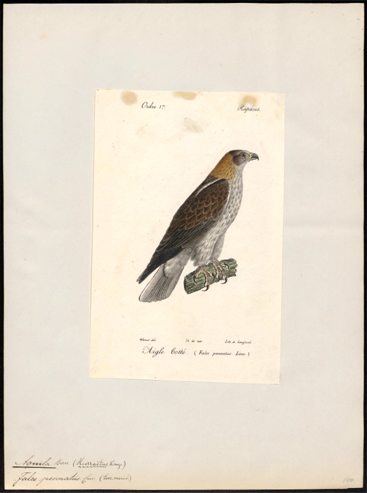 Aquila pennatus - 1842-1848 - Print - Iconographia Zoologica - Special Collections University of Amsterdam - UBA01 IZ18100213