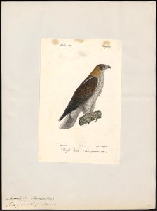 Aquila pennatus - 1842-1848 - Print - Iconographia Zoologica - Special Collections University of Amsterdam - UBA01 IZ18100213