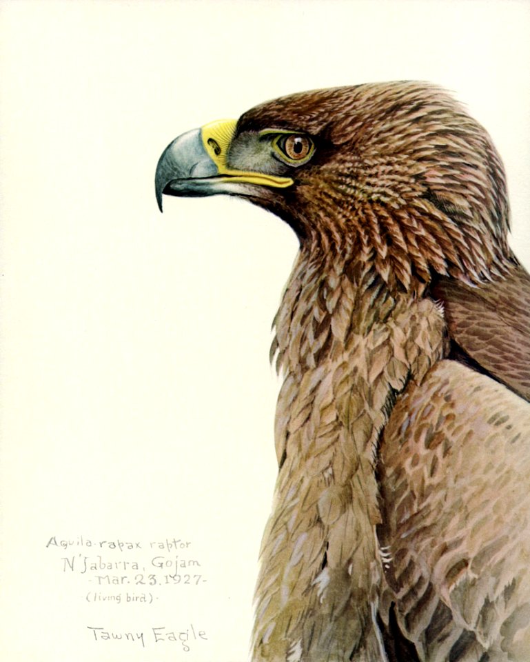 Aquila rapaxEYP11A