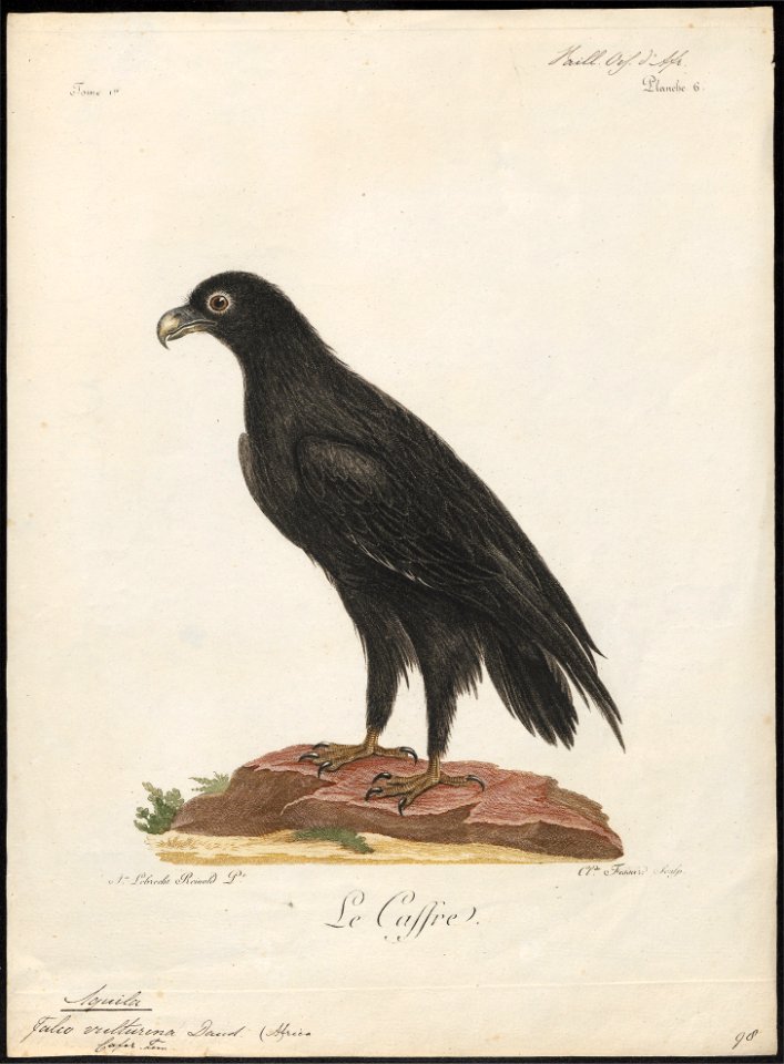 Aquila vulturina - 1796-1808 - Print - Iconographia Zoologica - Special Collections University of Amsterdam - UBA01 IZ18100207