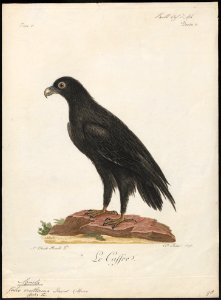 Aquila vulturina - 1796-1808 - Print - Iconographia Zoologica - Special Collections University of Amsterdam - UBA01 IZ18100207
