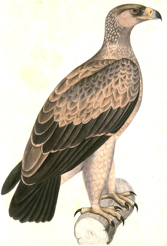 Aquila rapax vindhiana Hardwicke
