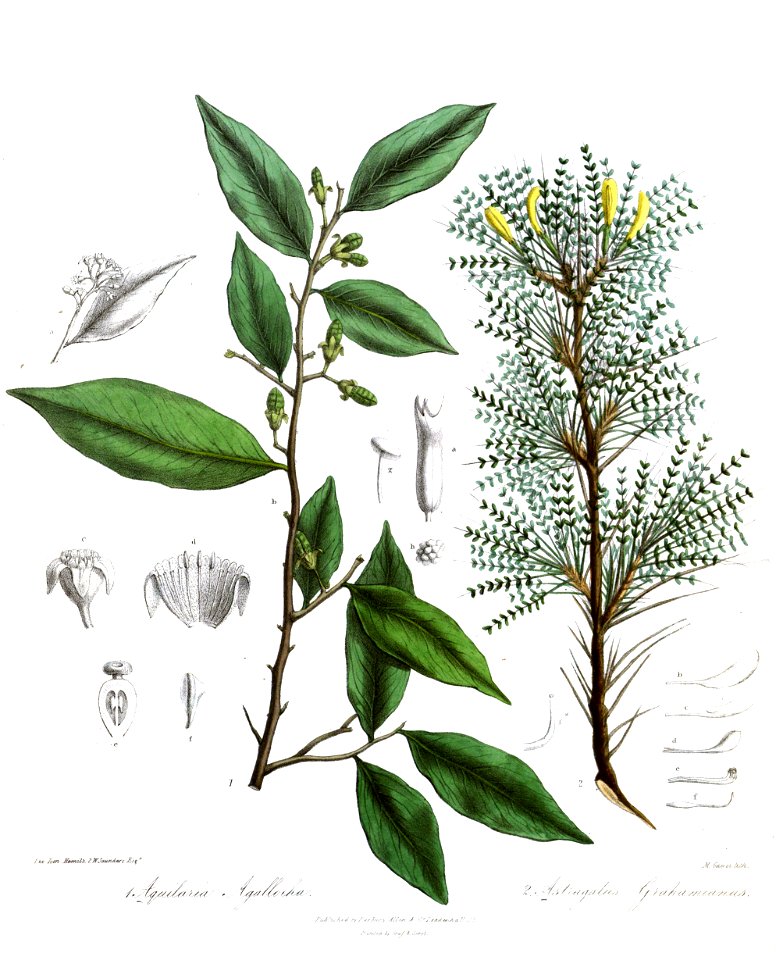 AquilariaAstragalusRoyle