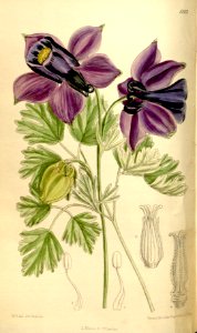 Aquilegia alpina 136-8303