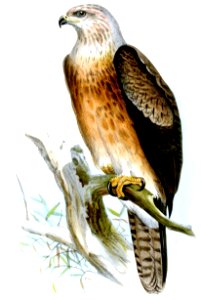 AquilaGurneyiWolf