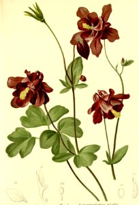 Aquilegia atrata Atlas Alpenflora. Free illustration for personal and commercial use.