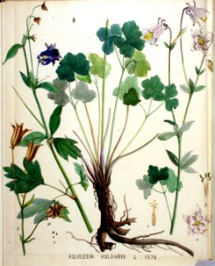 Aquilegia vulgaris — Flora Batava — Volume v20. Free illustration for personal and commercial use.