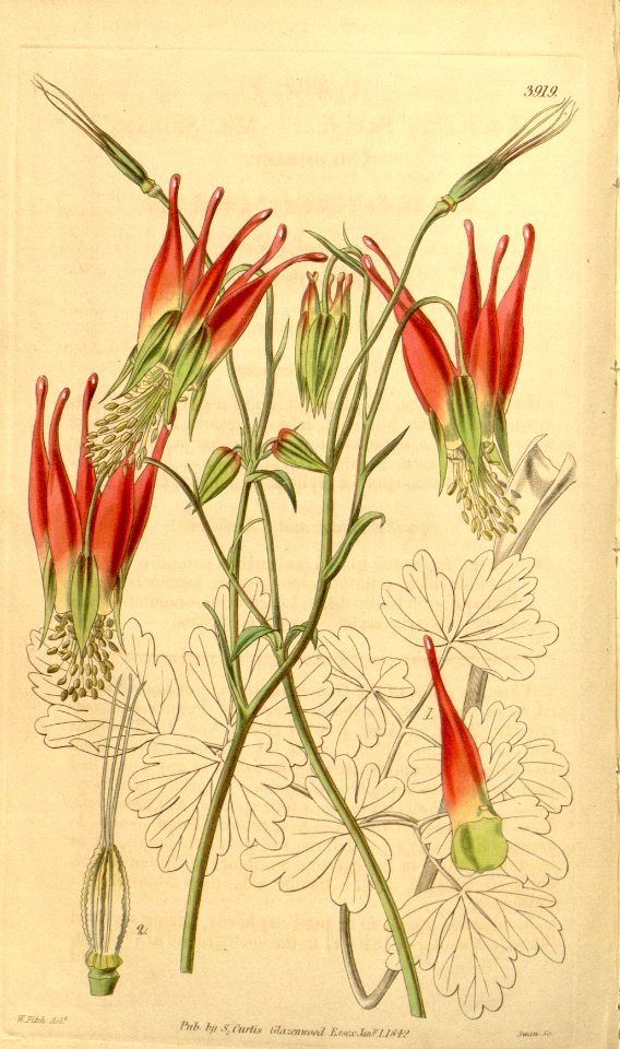 Aquilegia skinneri 3919