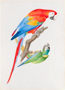 Ara aracanga - Ara cryssosema, da Coleção Brasiliana Iconográfica