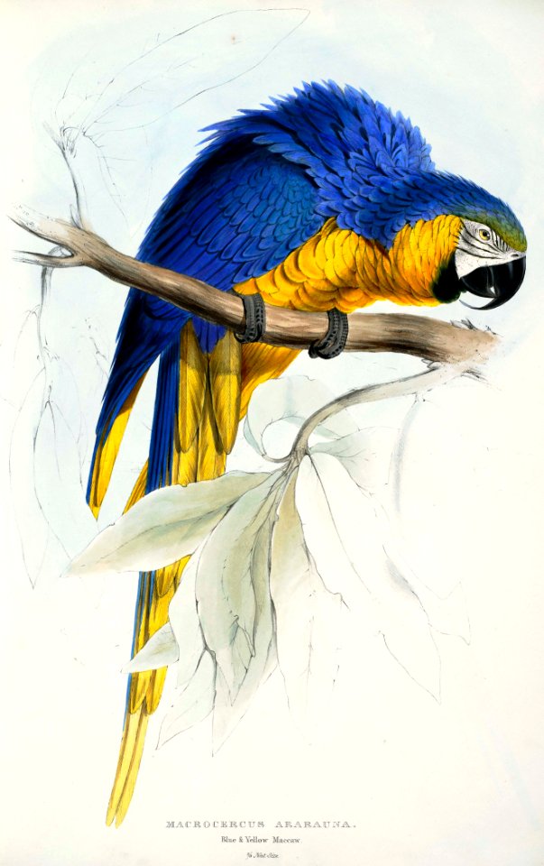 Ara ararauna -Macrocercus ararauna Blue & yellow Maccaw -by Edward Lear 1812-1888