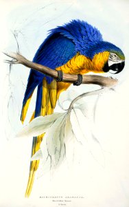 Ara ararauna -Macrocercus ararauna Blue & yellow Maccaw -by Edward Lear 1812-1888. Free illustration for personal and commercial use.