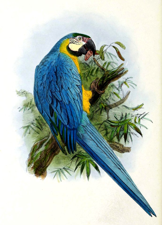 Ara ararauna 1876