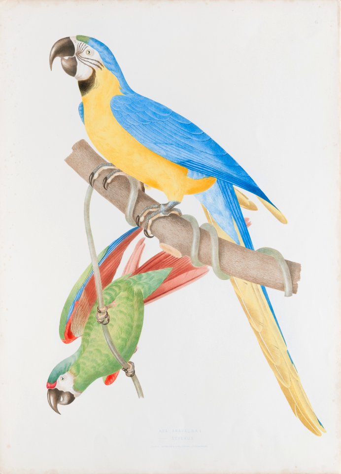 Ara ararauna - Ara severus, da Coleção Brasiliana Iconográfica