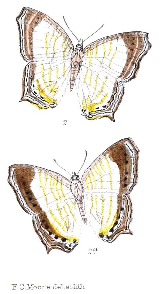 ApsithraPeriander 308