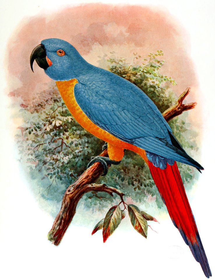 Ara Erythrura