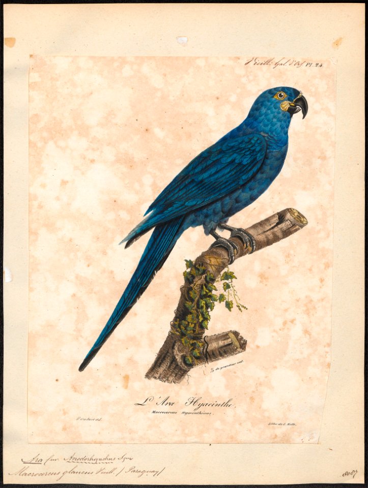 Ara glauca - 1825-1834 - Print - Iconographia Zoologica - Special Collections University of Amsterdam - UBA01 IZ18500133