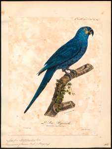 Ara glauca - 1825-1834 - Print - Iconographia Zoologica - Special Collections University of Amsterdam - UBA01 IZ18500133