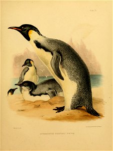 Aptenodytes forsteri