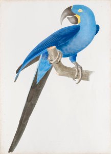 Ara hyacinthinus, da Coleção Brasiliana Iconográfica