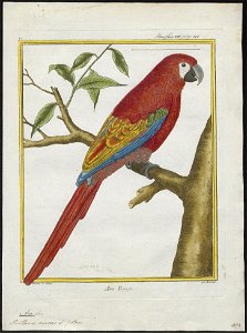 Ara macao - 1700-1880 - Print - Iconographia Zoologica - Special Collections University of Amsterdam - UBA01 IZ18500079