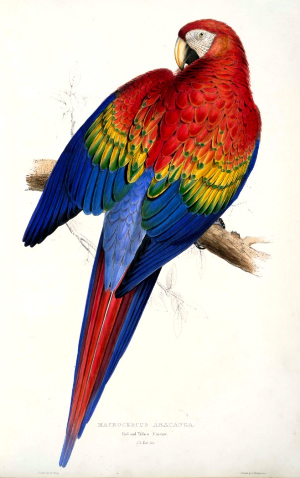 Ara macao -painting by Edward Lear