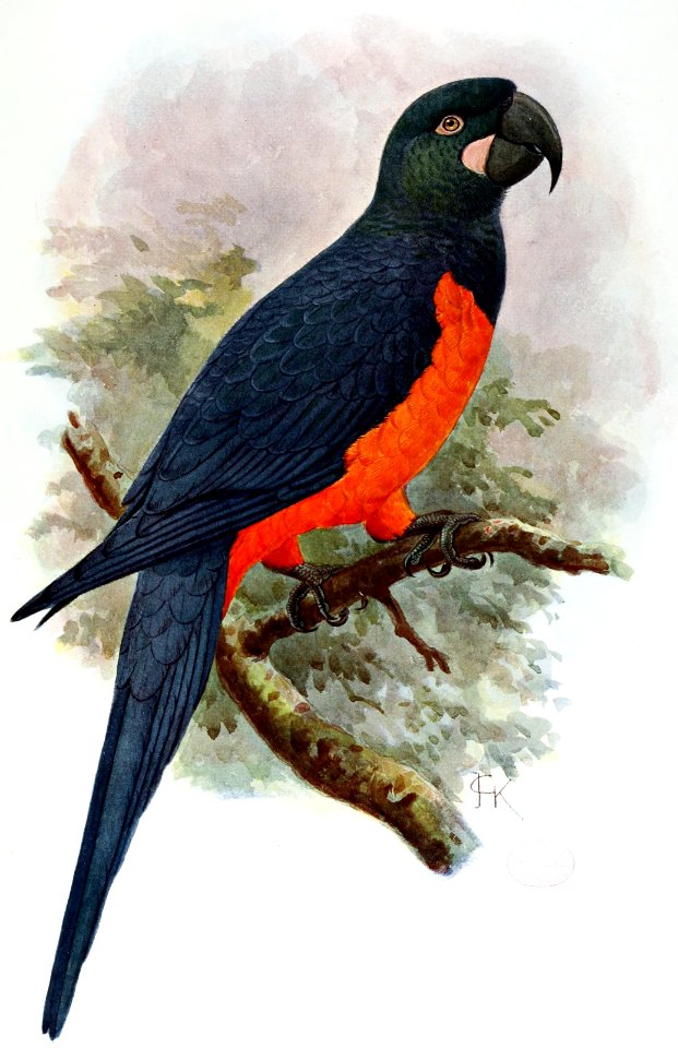 Ara martinica