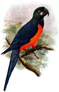 Ara martinica
