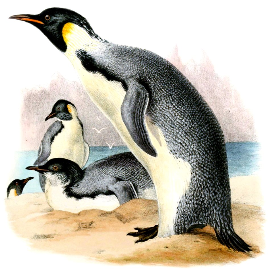 Aptenodytes forsteri cropped