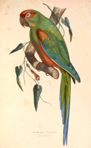 Ara rubrogenys 1849