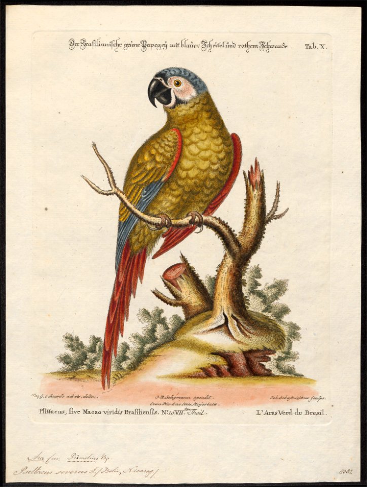 Ara severus - 1700-1880 - Print - Iconographia Zoologica - Special Collections University of Amsterdam - UBA01 IZ18500121