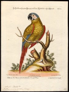 Ara severus - 1700-1880 - Print - Iconographia Zoologica - Special Collections University of Amsterdam - UBA01 IZ18500121