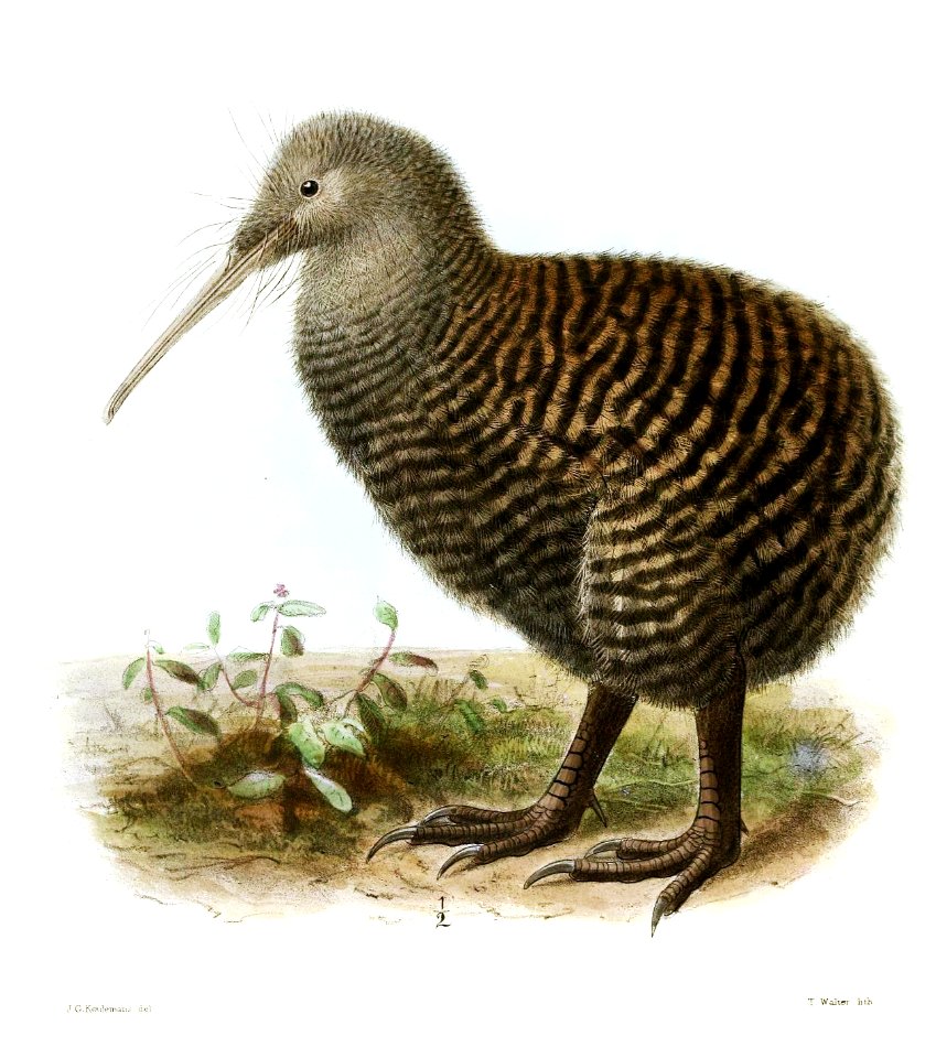 ApteryxHaastiiKeulemans