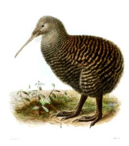ApteryxHaastiiKeulemans