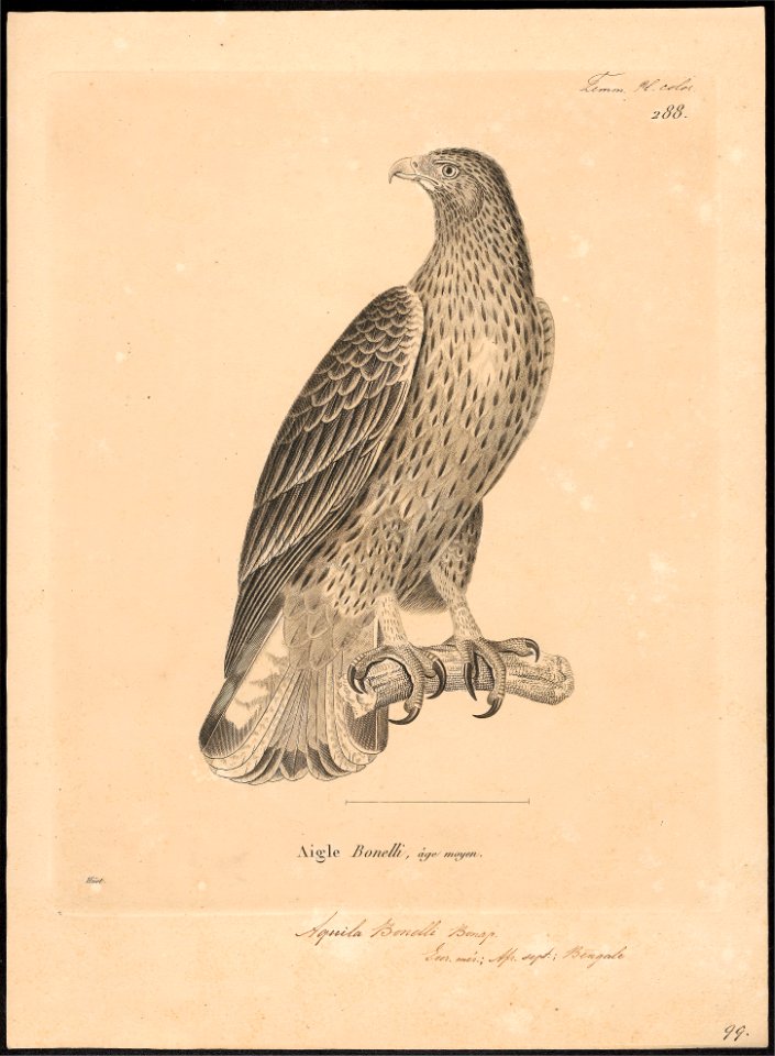 Aquila bonelli - 1700-1880 - Print - Iconographia Zoologica - Special Collections University of Amsterdam - UBA01 IZ18100211