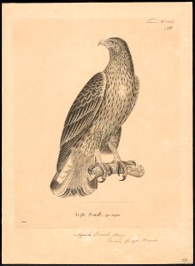 Aquila bonelli - 1700-1880 - Print - Iconographia Zoologica - Special Collections University of Amsterdam - UBA01 IZ18100211. Free illustration for personal and commercial use.