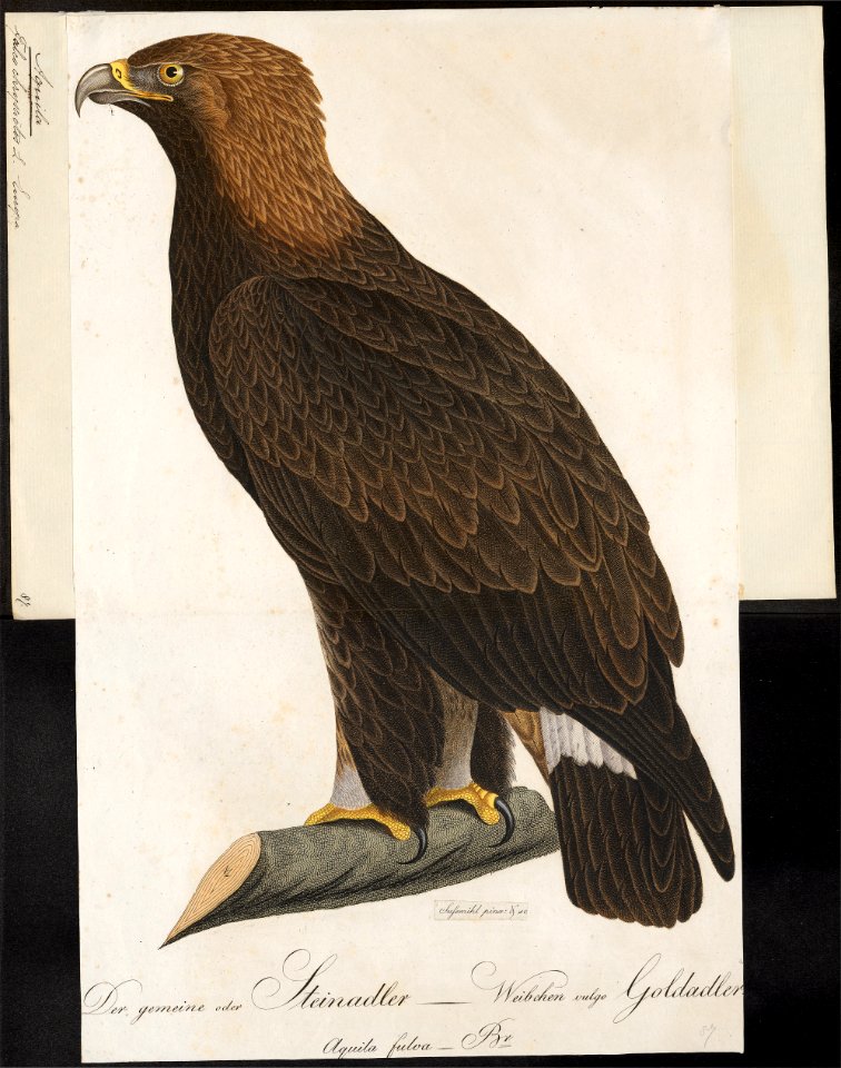 Aquila chrysaëtos - 1800-1812 - Print - Iconographia Zoologica - Special Collections University of Amsterdam - UBA01 IZ18100159