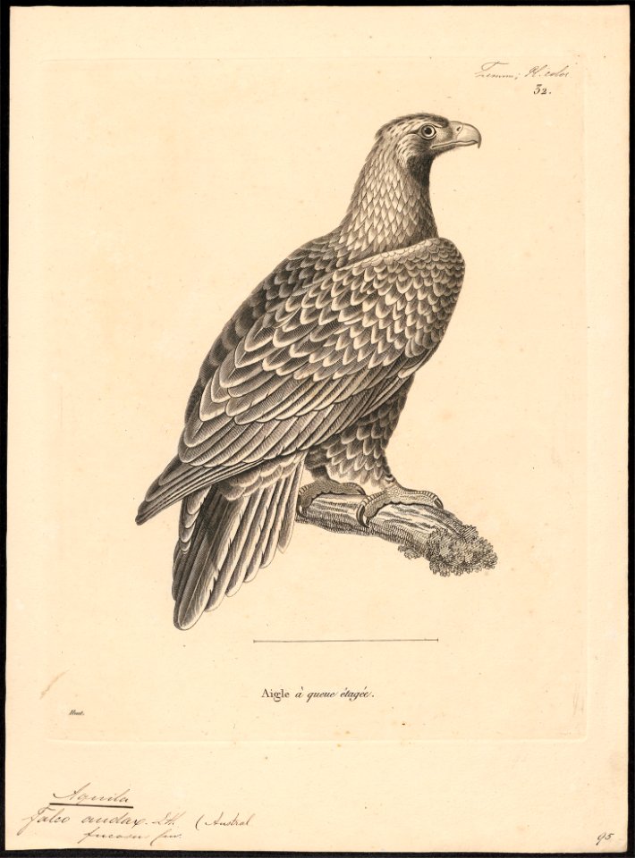Aquila audax - 1700-1880 - Print - Iconographia Zoologica - Special Collections University of Amsterdam - UBA01 IZ18100201