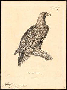 Aquila audax - 1700-1880 - Print - Iconographia Zoologica - Special Collections University of Amsterdam - UBA01 IZ18100201. Free illustration for personal and commercial use.