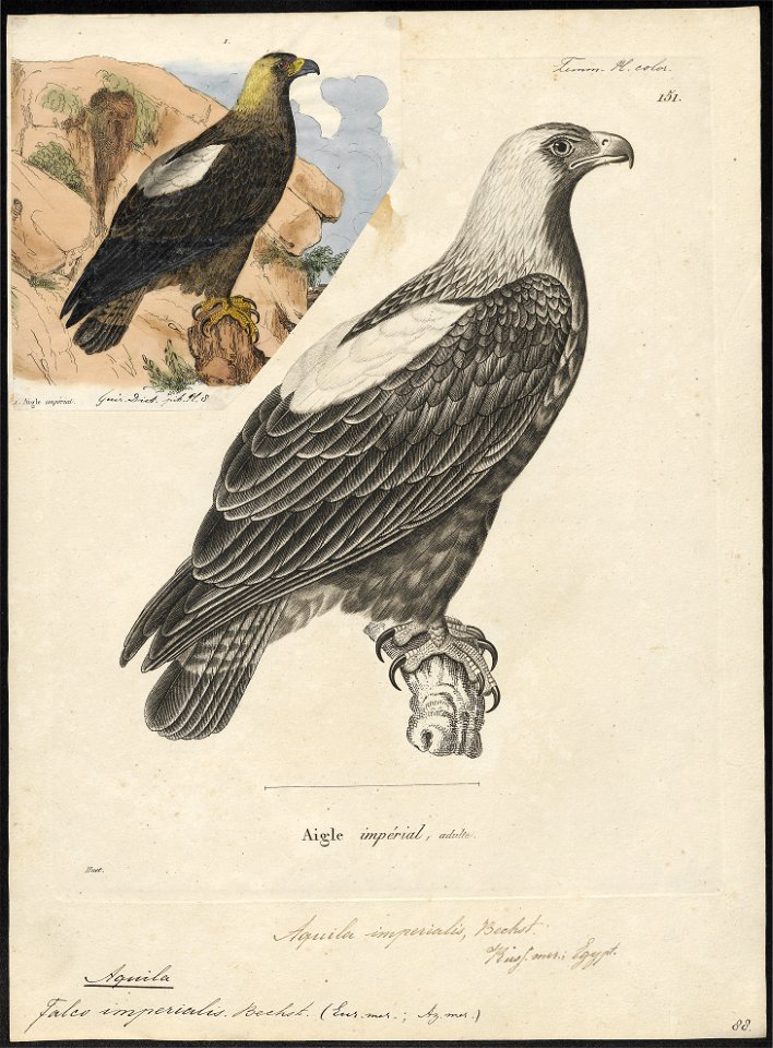 Aquila imperialis - 1700-1880 - Print - Iconographia Zoologica - Special Collections University of Amsterdam - UBA01 IZ18100193