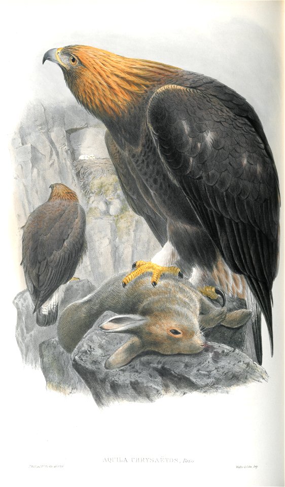 Aquila Chrysaetos