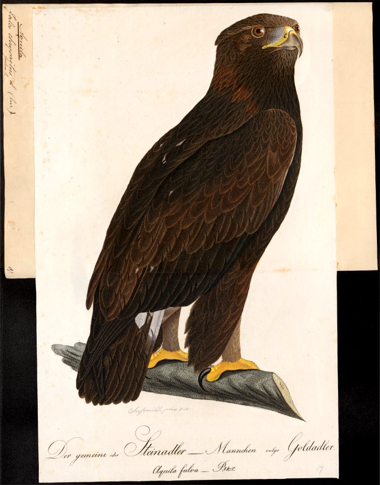 Aquila chrysaëtos - 1800-1812 - Print - Iconographia Zoologica - Special Collections University of Amsterdam - UBA01 IZ18100157