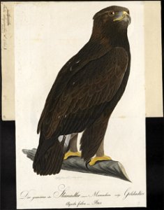 Aquila chrysaëtos - 1800-1812 - Print - Iconographia Zoologica - Special Collections University of Amsterdam - UBA01 IZ18100157. Free illustration for personal and commercial use.