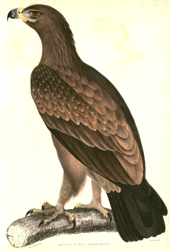 Aquila rapax vindhiana 2 Hardwicke