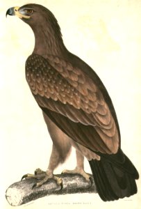 Aquila rapax vindhiana 2 Hardwicke