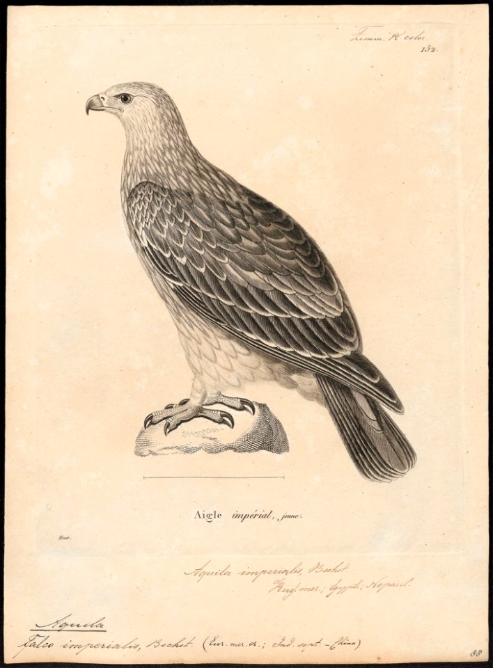 Aquila imperialis - 1700-1880 - Print - Iconographia Zoologica - Special Collections University of Amsterdam - UBA01 IZ18100185