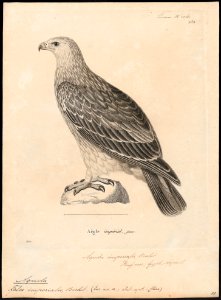 Aquila imperialis - 1700-1880 - Print - Iconographia Zoologica - Special Collections University of Amsterdam - UBA01 IZ18100185. Free illustration for personal and commercial use.