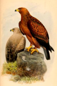 Aquila rapax 1865
