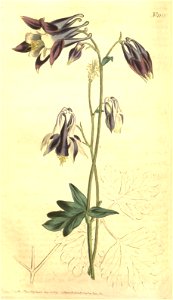 Aquilegia hybrida Sims. -- Bot. Mag. 30. t. 1221. 1809